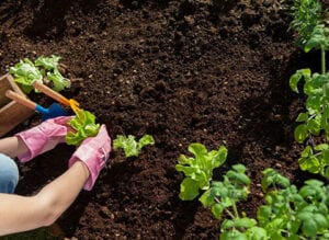 Planting greens on fertile and healthy soil