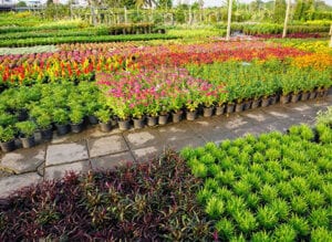 Varieties of healthy potted plants